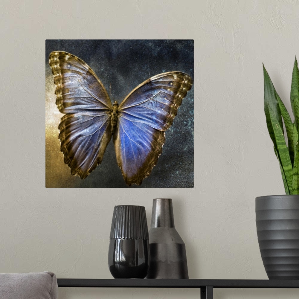 A modern room featuring Creative image of a mounted exotic butterfly.