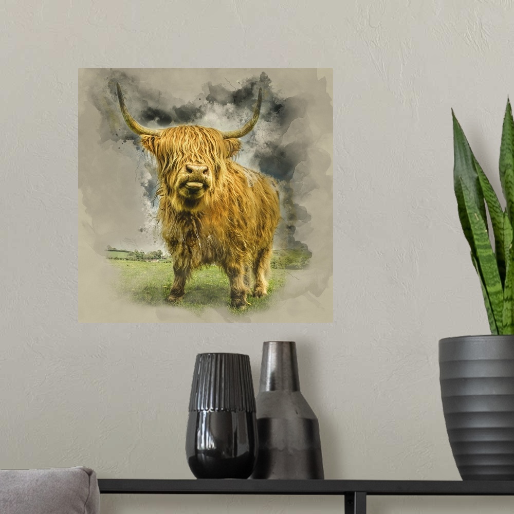 A modern room featuring Close up of Highland cattle on a farm. England.