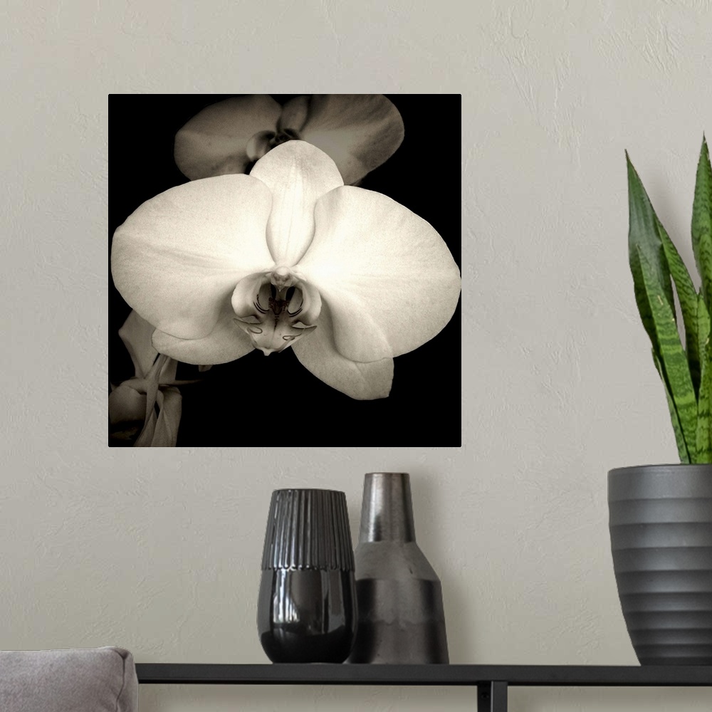 A modern room featuring A beautiful orchid in sepia.