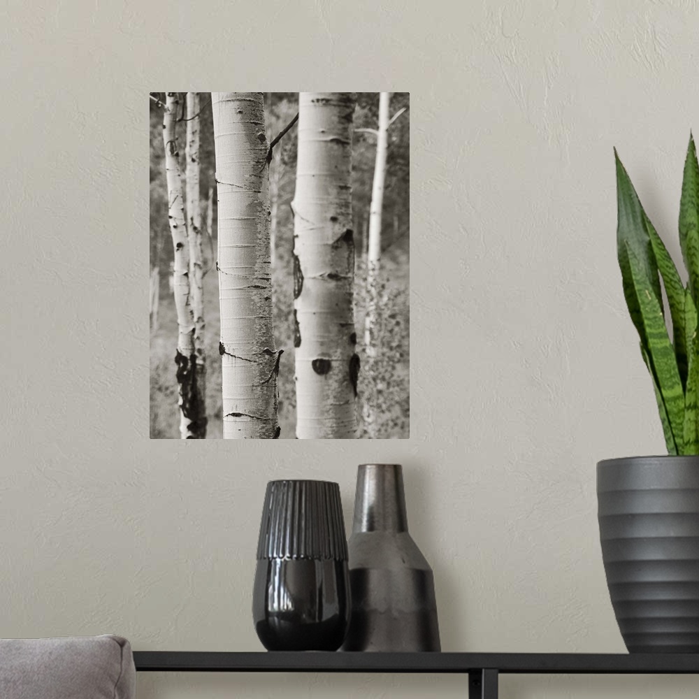 A modern room featuring A black and white photograph of a thicket of aspen trees.