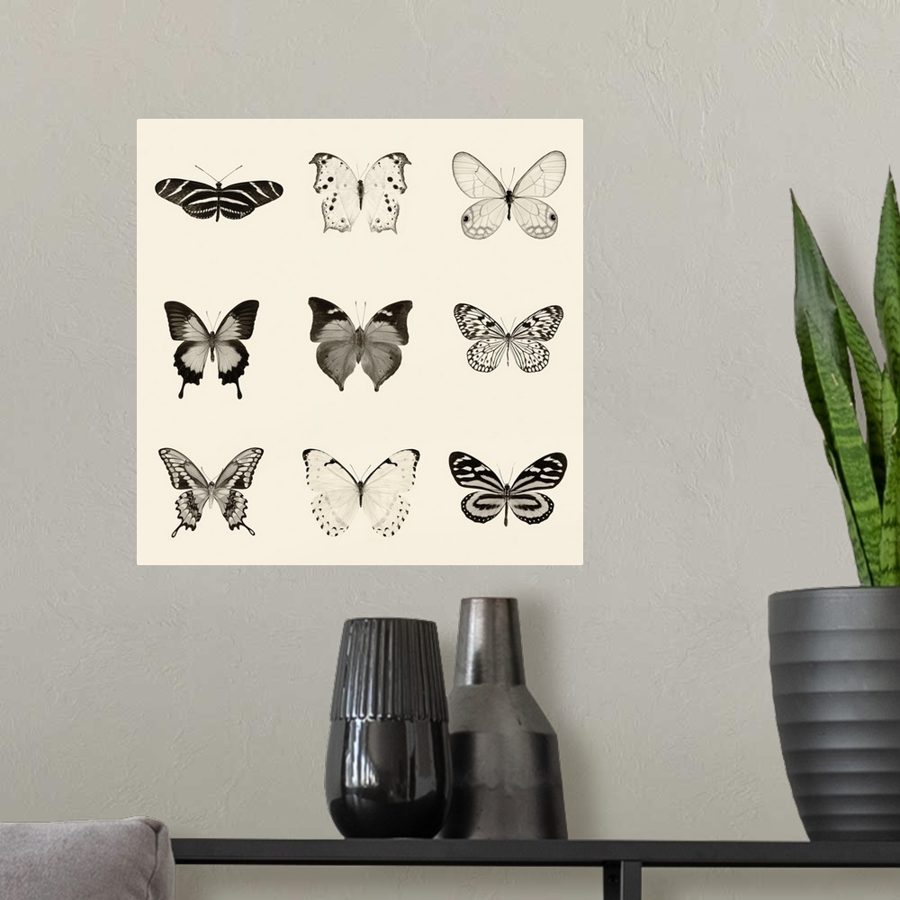 A modern room featuring Black and white pen and ink illustration of 9 different butterflies on a neutral colored background.