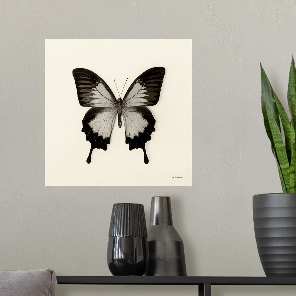 A modern room featuring Butterfly III Black and White