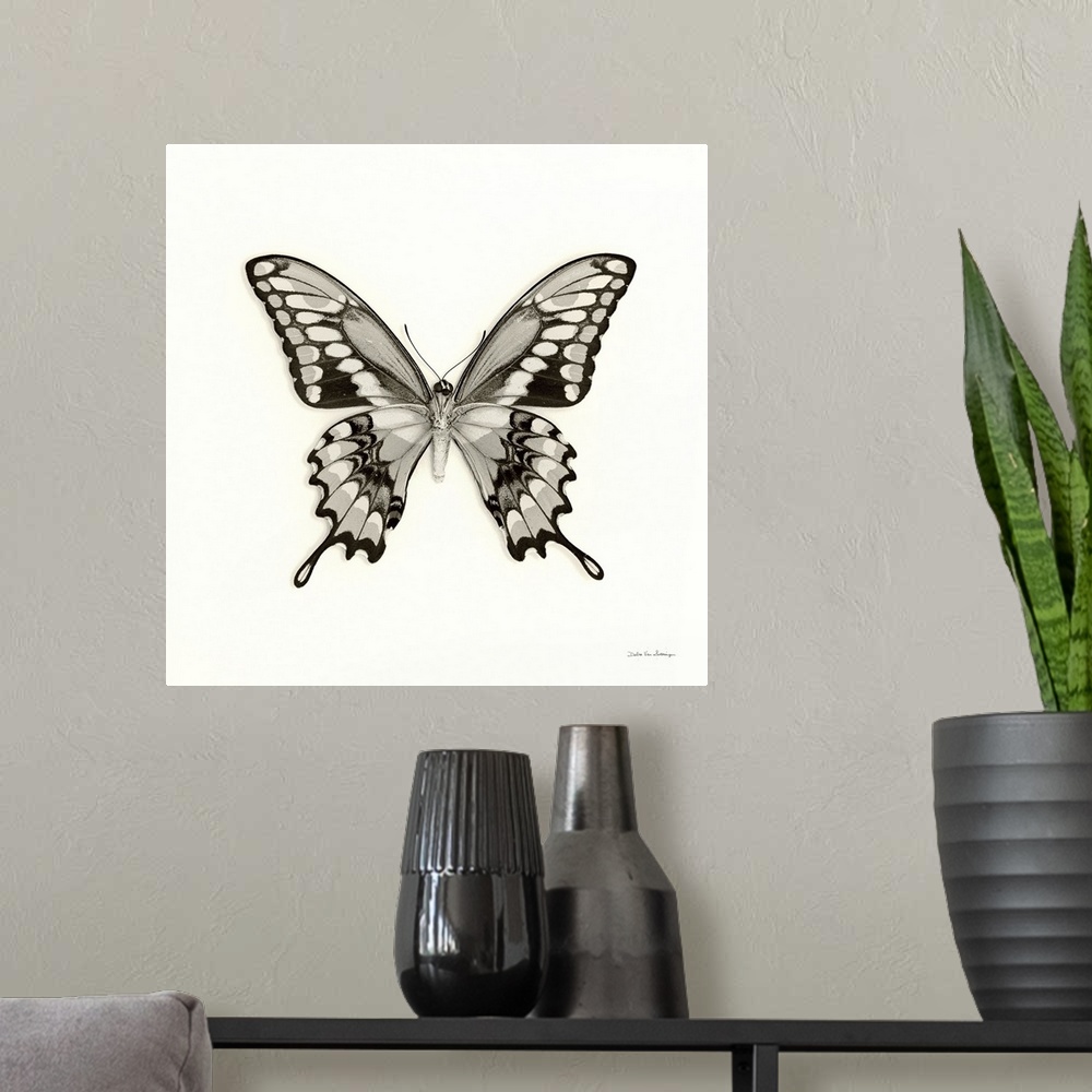 A modern room featuring Butterfly VI Black and White