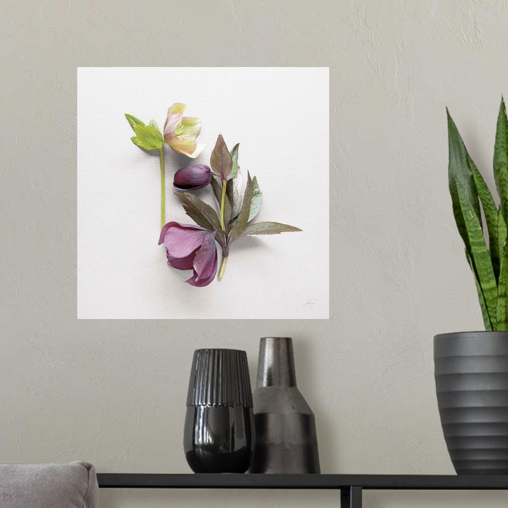 A modern room featuring Photograph of purple and white hellebores on a white textured background.