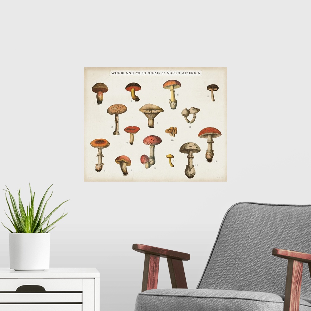 A modern room featuring Horizontal Woodland Mushrooms of North America chart with a white background.