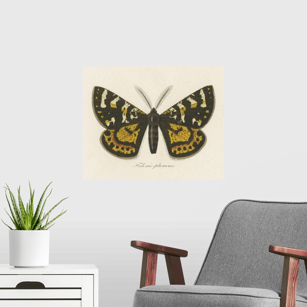 A modern room featuring Natures Butterfly V
