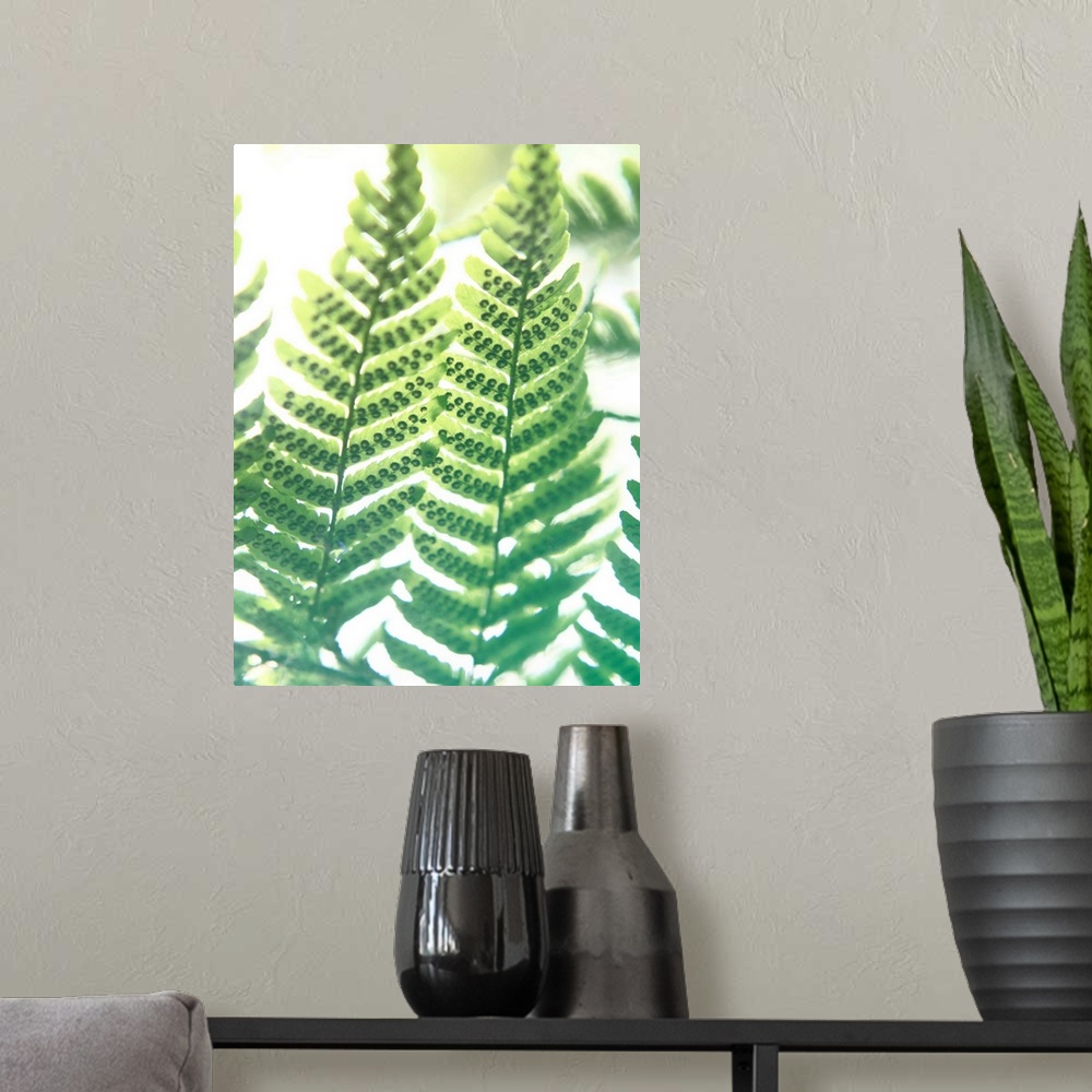 A modern room featuring Photograph of the leaves on a green fern.