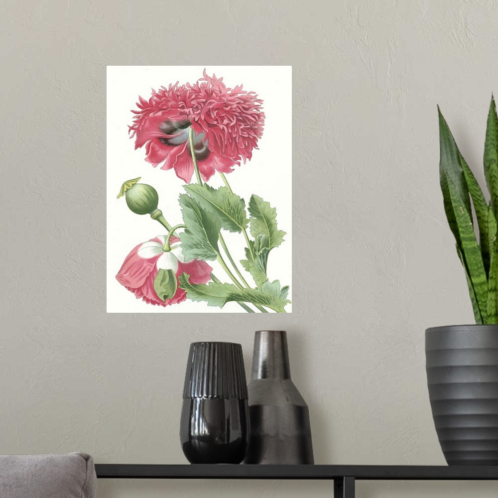 A modern room featuring Contemporary illustration of a tropical flower.