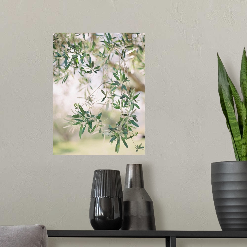 A modern room featuring A close up, short depth of field photograph of olive leaves on the branch of a tree.