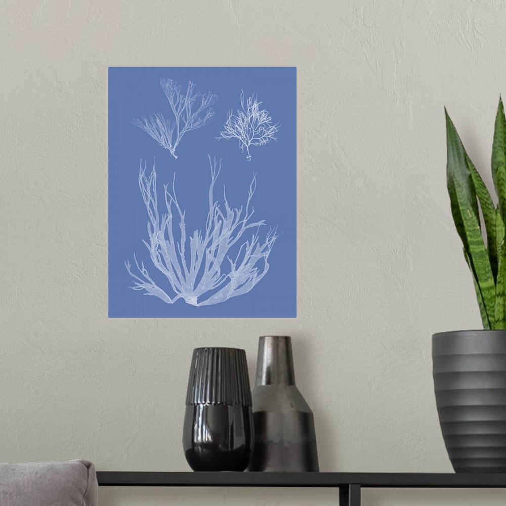A modern room featuring Through a process called cyanotype, this photo features the silhouette of a seaweed plant on blue...