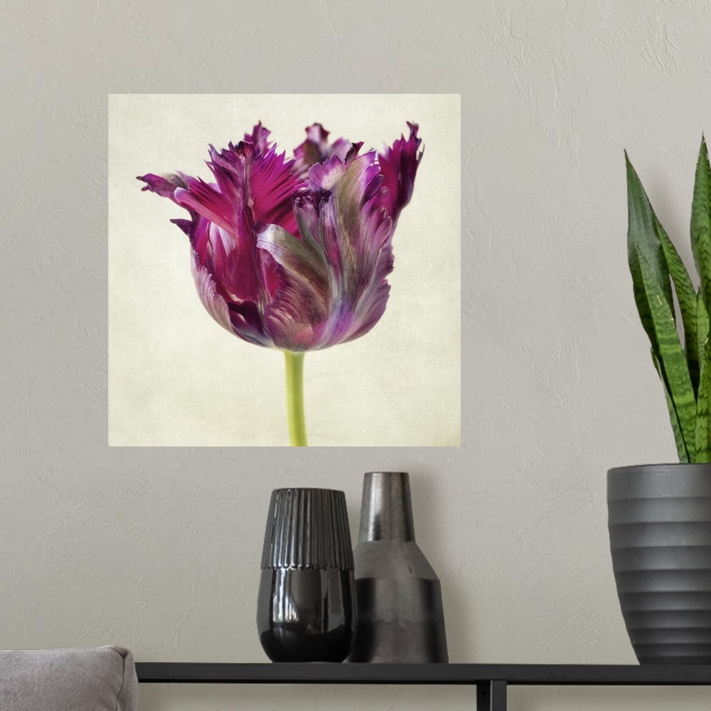 A modern room featuring Single Parrot Tulip II