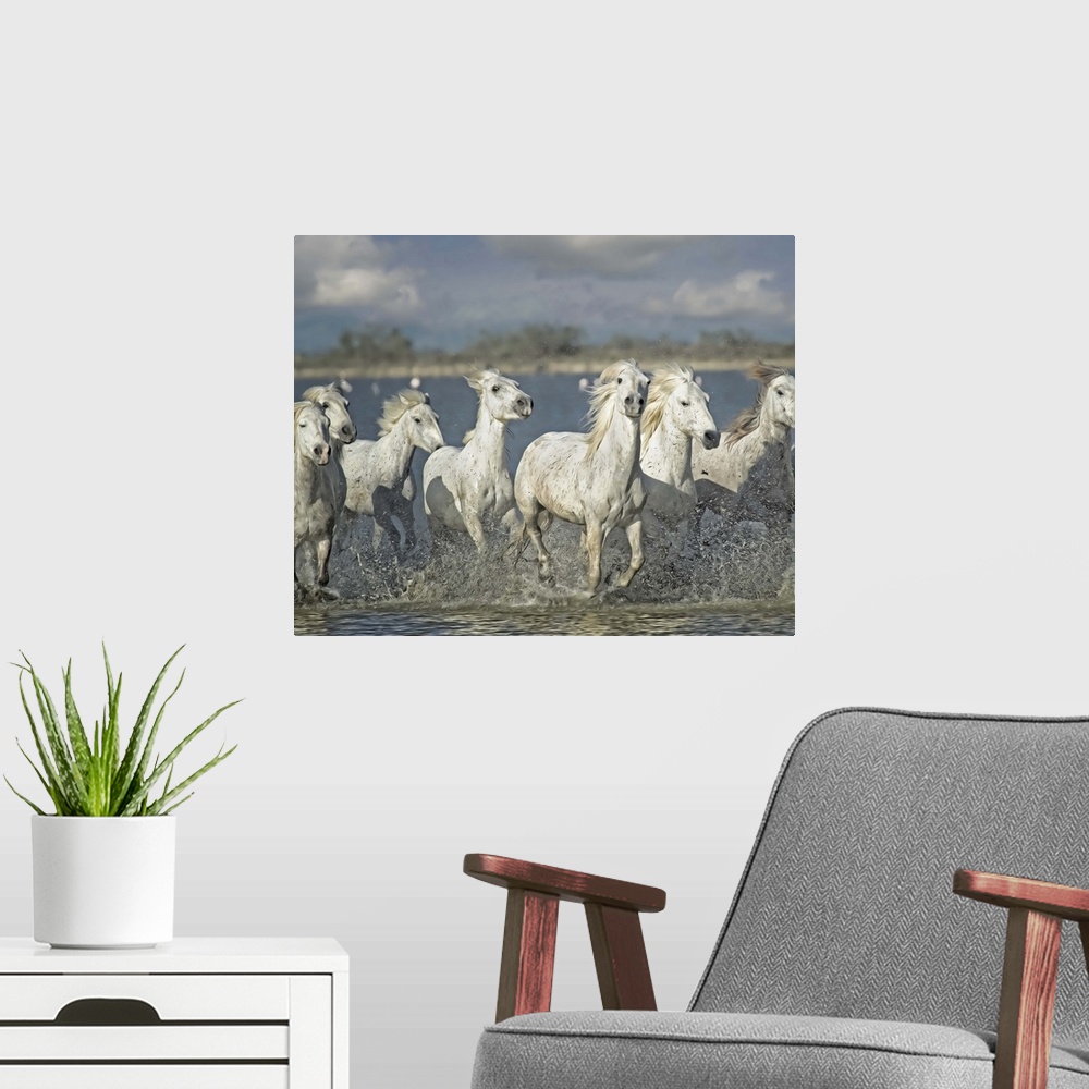 A modern room featuring Photograph of a group of white horses running through shallow waters.