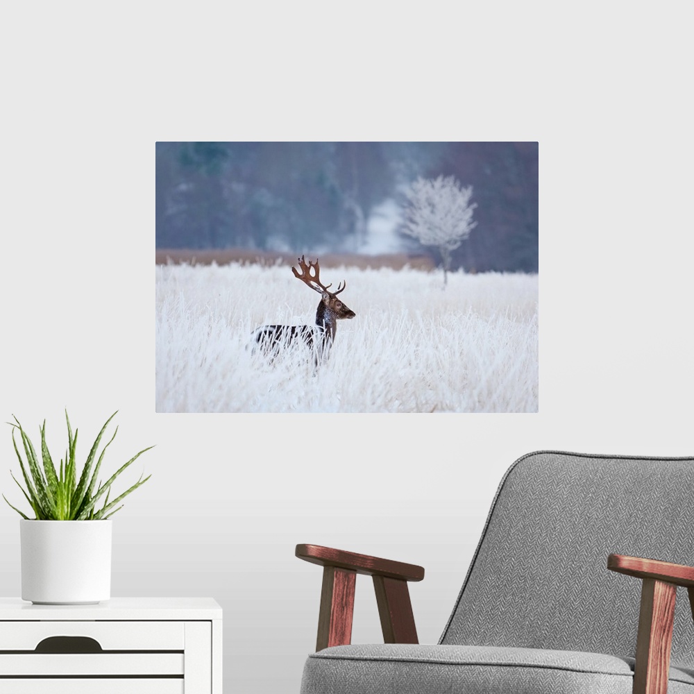 A modern room featuring A deer standing in a bright white field in the winter.