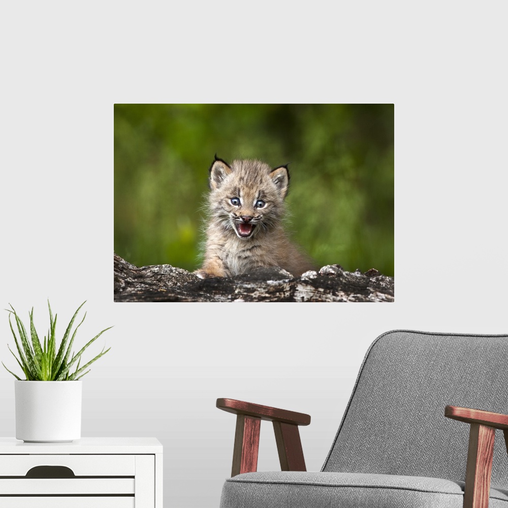 A modern room featuring Baby Lynx Looking Over A Fallen Tree; Canmore, Alberta, Canada