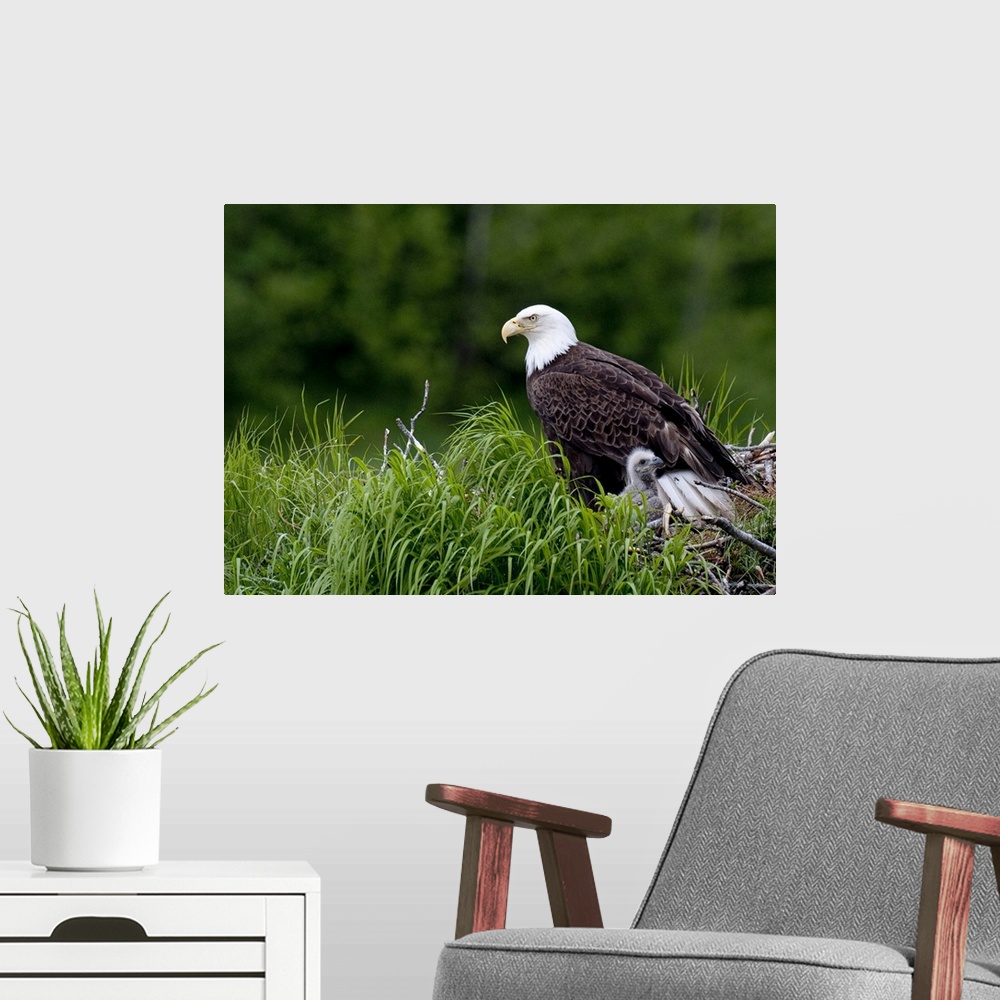 A modern room featuring Bald Eagle nesting with her chick, Kukak Bay, Katmai National Park, Southwest Alaska, Summer