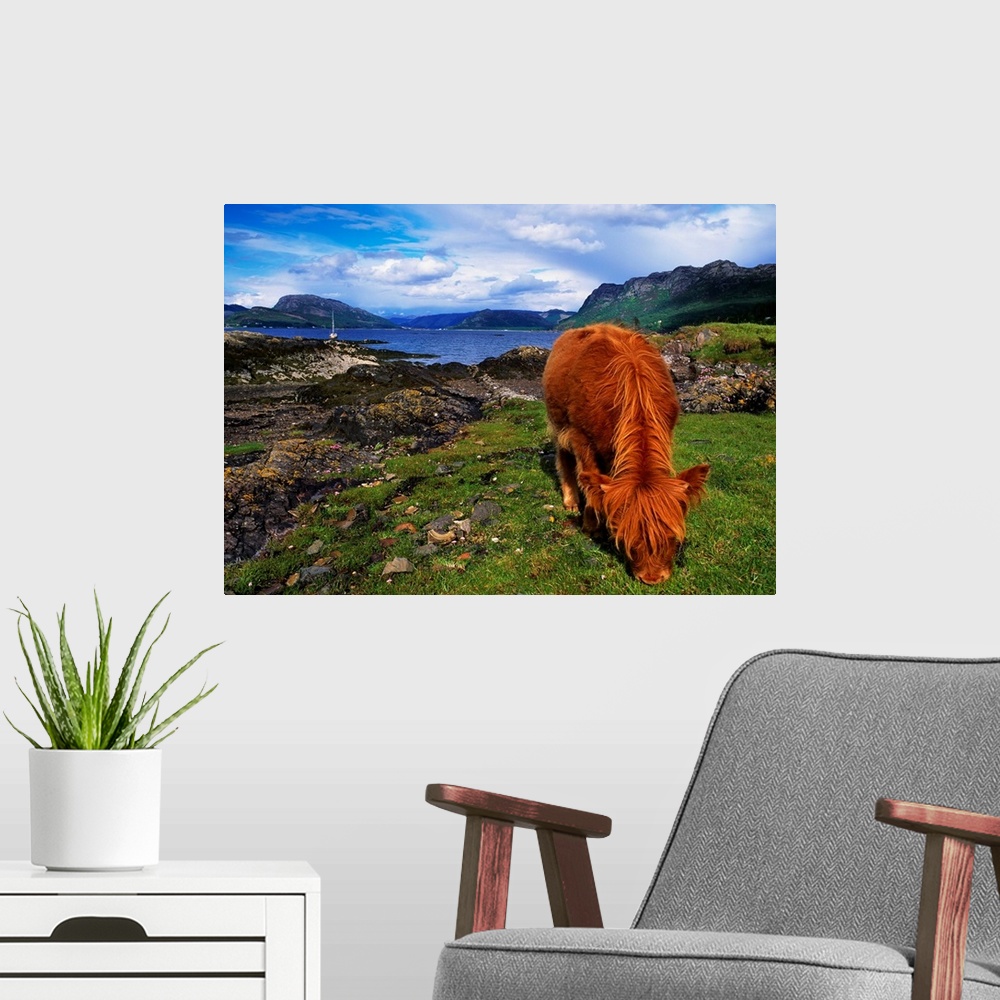 A modern room featuring Highland Cattle, Scotland