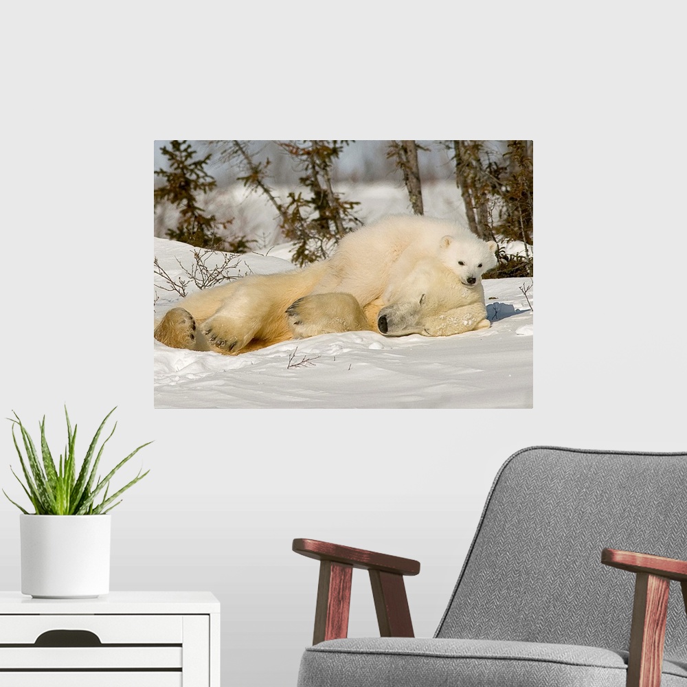 A modern room featuring Polar Bear With Cub In Snow