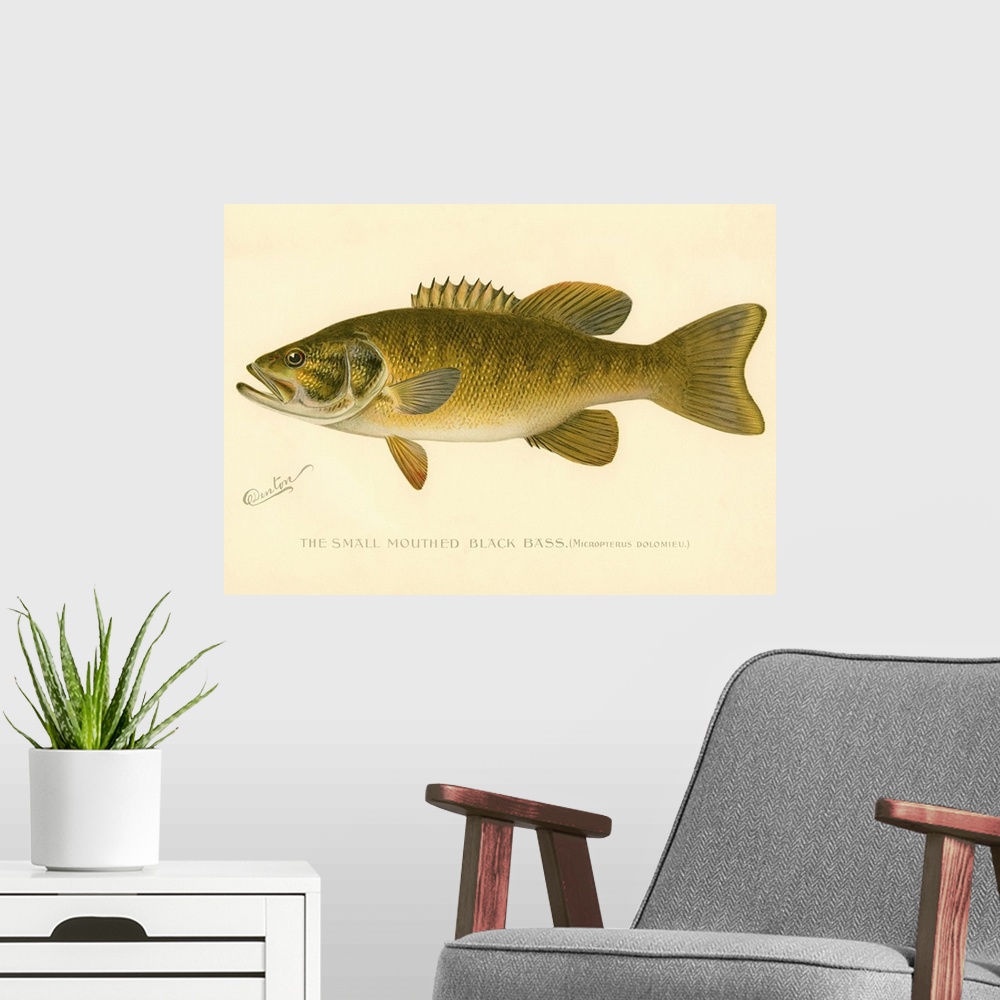 A modern room featuring Small Mouthed Black Bass