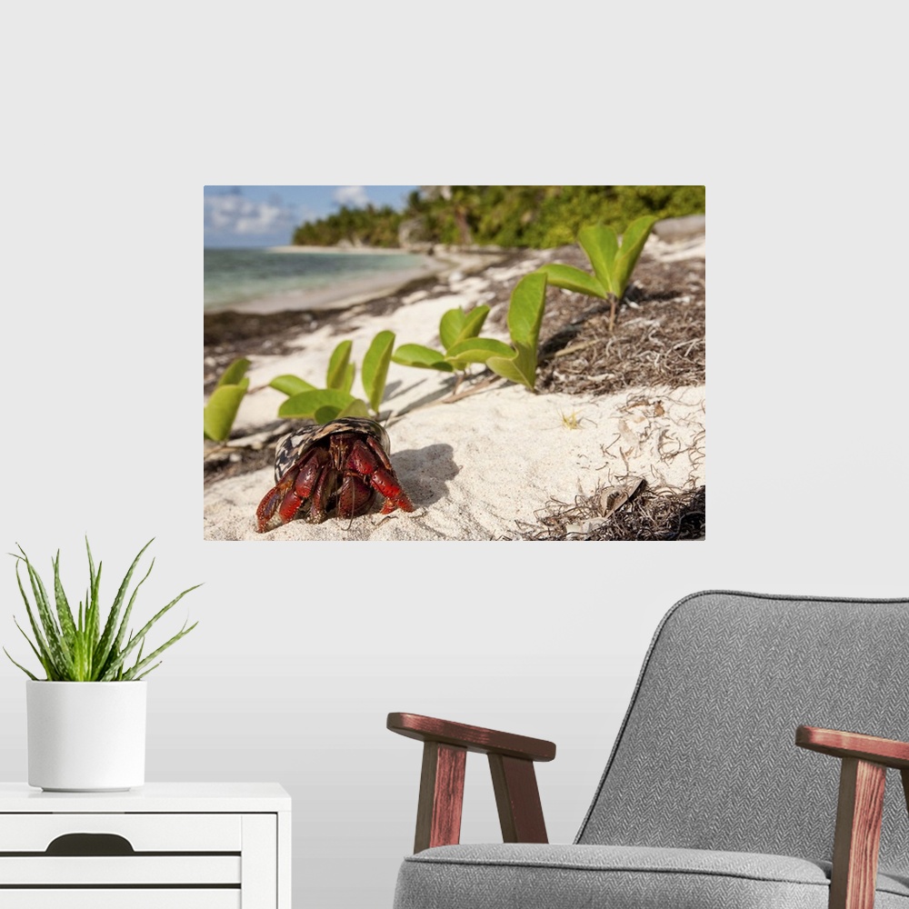 A modern room featuring Caribbean hermit crab, Coenobita clypeatus, the beginning of the annual migration on Pajaros beac...