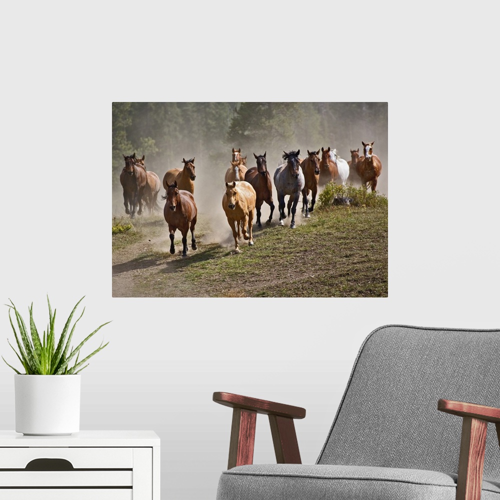 A modern room featuring Horses running during roundup, Montana