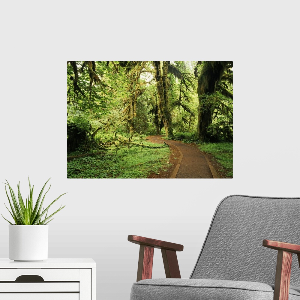 A modern room featuring USA, Washington State, Olympic National Park, road through clubmoss, Hoh Rainforest.