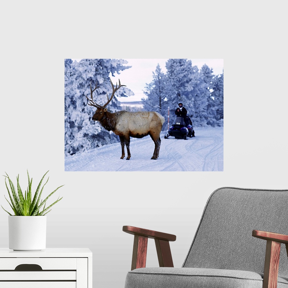 A modern room featuring United States, Wyoming, Yellowstone NP, Elk