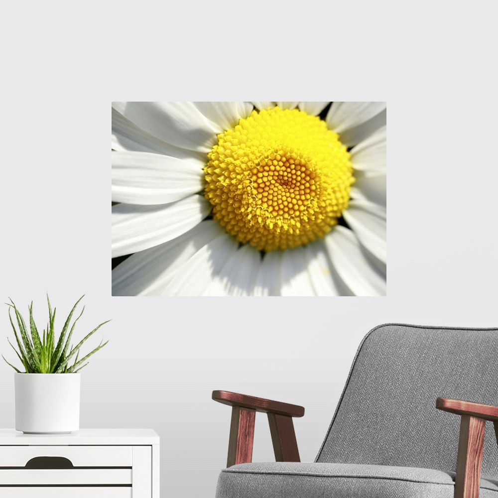 A modern room featuring A macro image of a daisy.