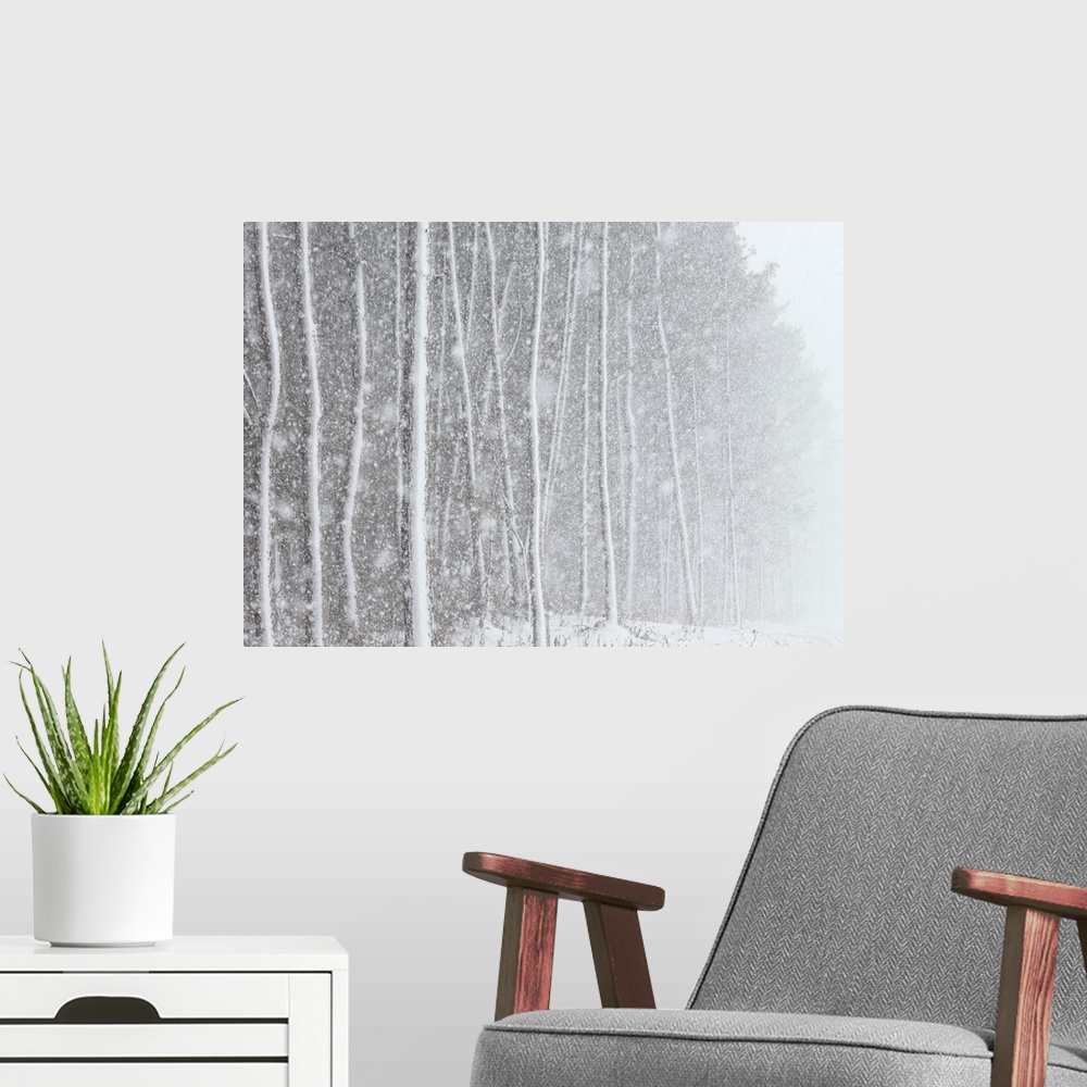 A modern room featuring Blizzard blankets trees in snow.