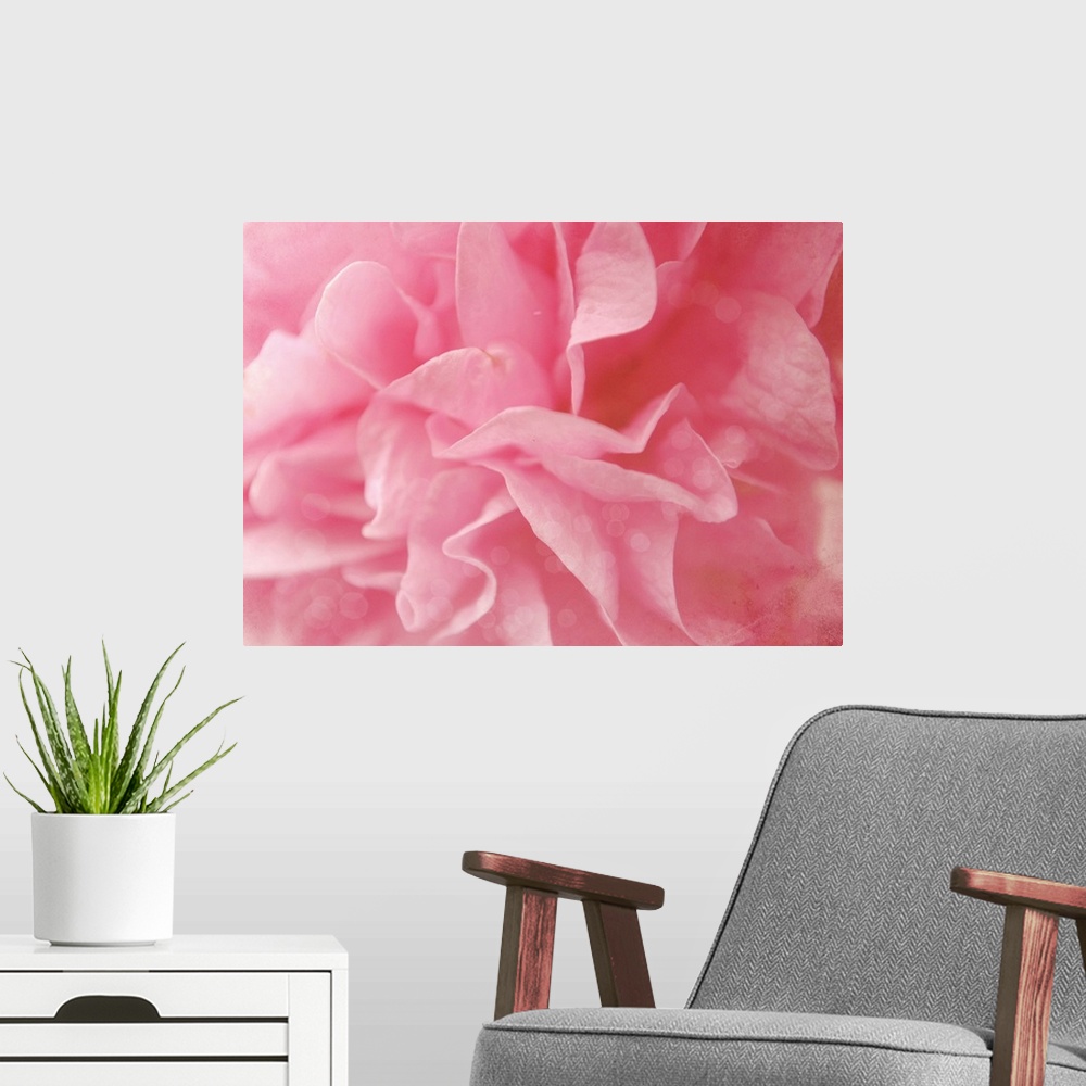 A modern room featuring Close up of pink Hollyhock flower.