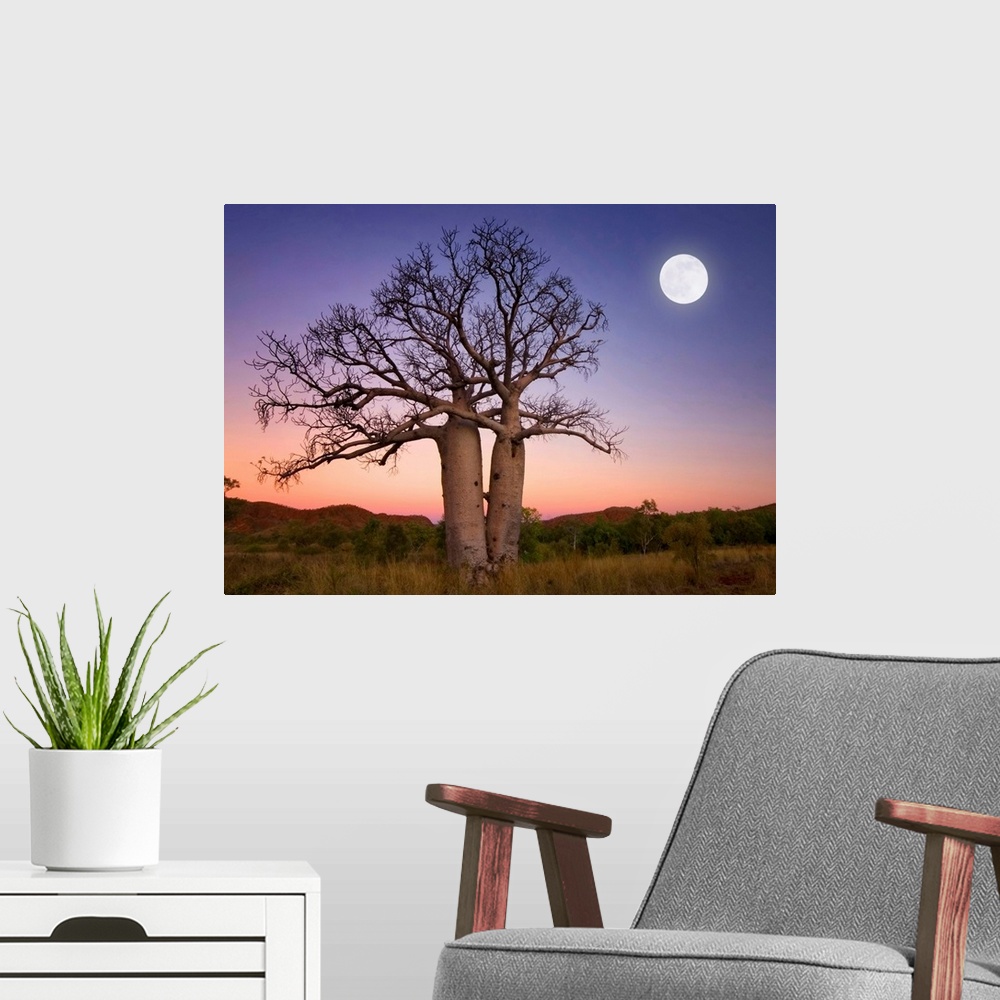 A modern room featuring Full moon on sunset over boab trees and ranges on the bank of the Ord river in Kununurra East Kim...