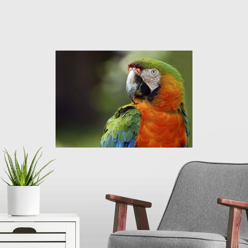 A modern room featuring Macaw, exotic birds.  Sarasota Jungle Gardens.