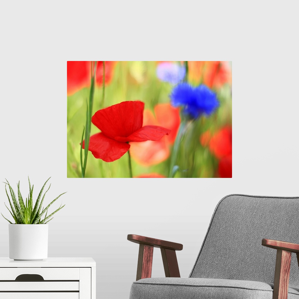 A modern room featuring Poppy field with cornflowers, Vancouver, BC.