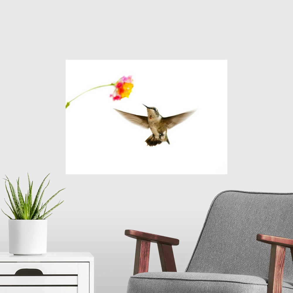 A modern room featuring Ruby-throated Hummingbird