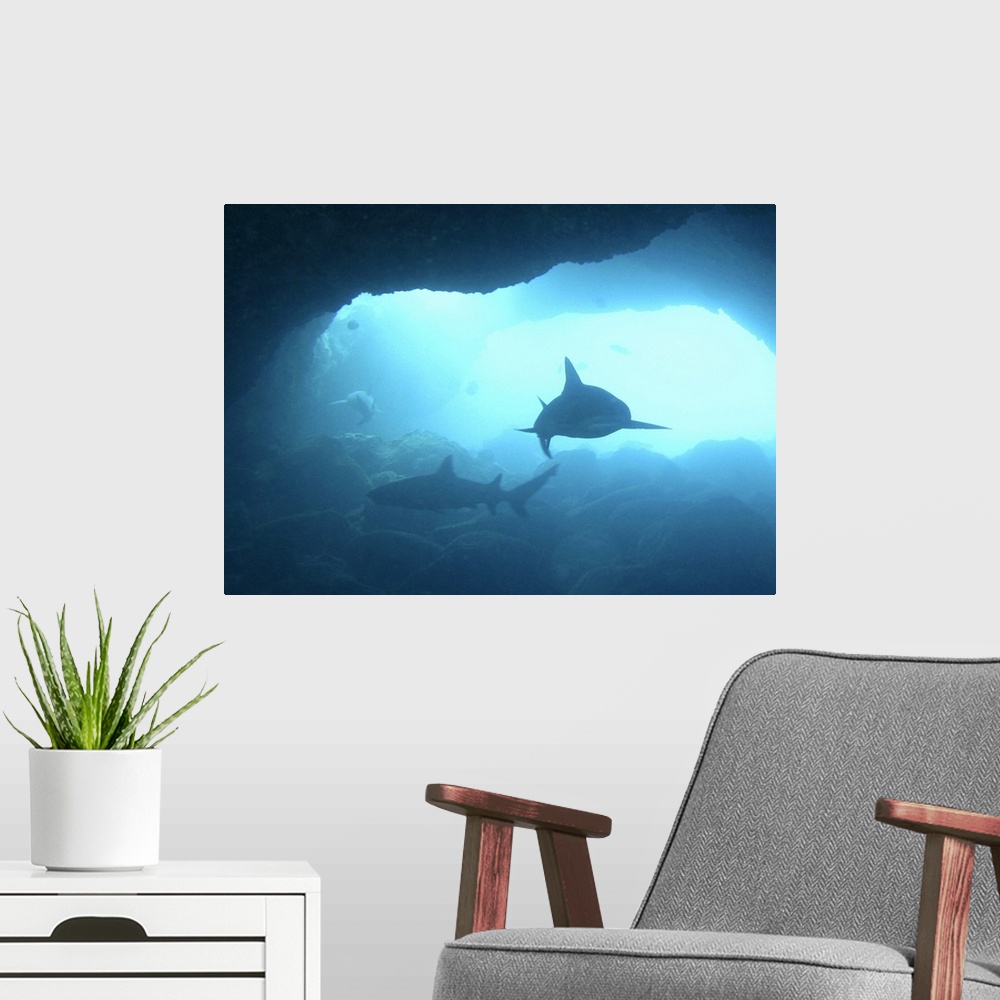 A modern room featuring Three sharks patrol an underwater cave.
