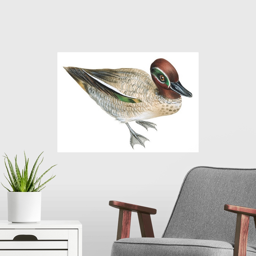 A modern room featuring Educational illustration of the green winged-teal.