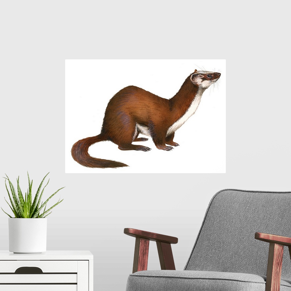 A modern room featuring Long-Tailed Weasel (Mustela Frenata)