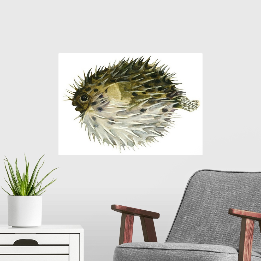 A modern room featuring Porcupinefish (Diodon Holocanthus)