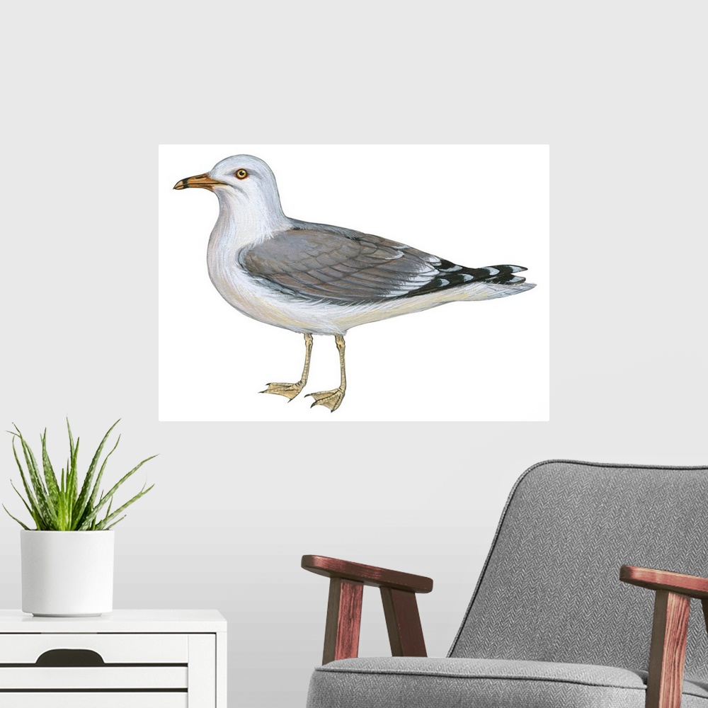 A modern room featuring Educational illustration of the ring-billed gull.