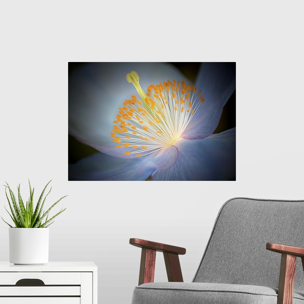 A modern room featuring Close up photo of the center of a blue poppy with a yellow pistil and stamens.
