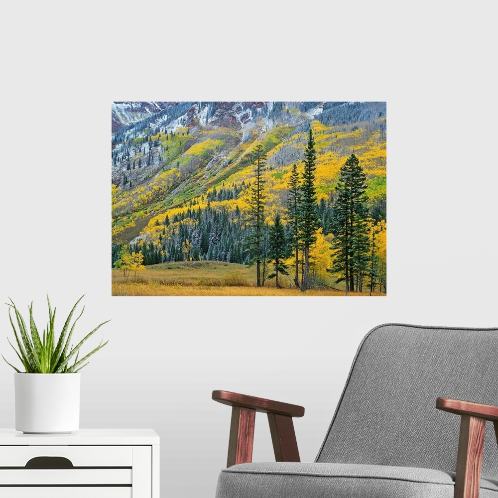 A modern room featuring Aspen grove in fall colors, Maroon Bells, Snowmass Wilderness, Colorado
