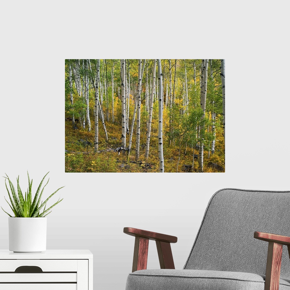 A modern room featuring Aspen (Populus tremuloides) forest, Colorado