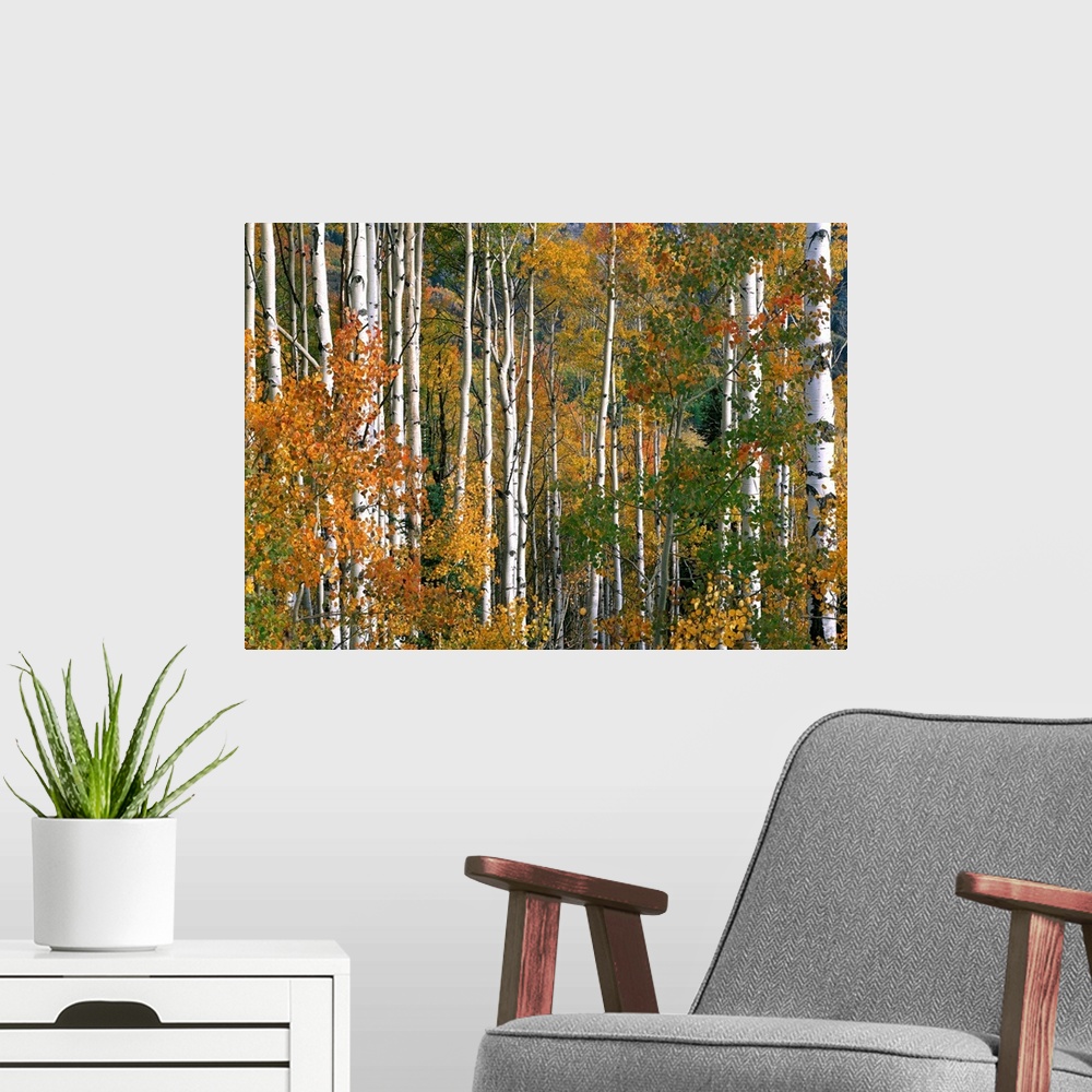 A modern room featuring Aspen trees in fall colors, Lost Lake, Gunnison National Forest, Colorado