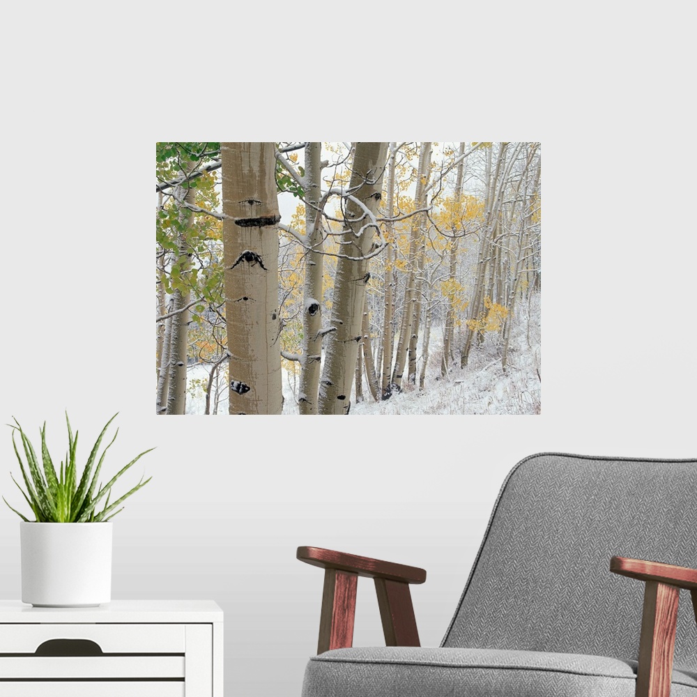 A modern room featuring Aspens (Populus tremuloides) with snow, Gunnison National Forest, Colorado