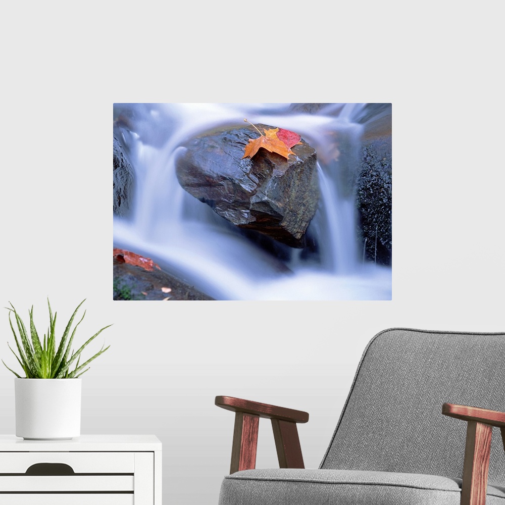 A modern room featuring Autumn leaf on boulder, Little River, Great Smoky Mountains National Park, Tennessee
