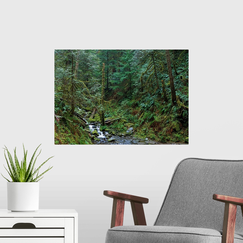 A modern room featuring Cascade along Eagle Creek flowing through rainforest, Columbia River Gorge, Oregon