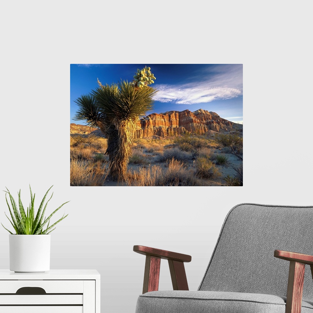 A modern room featuring Joshua Tree (Yucca brevifolia) at Red Rock State Park, California