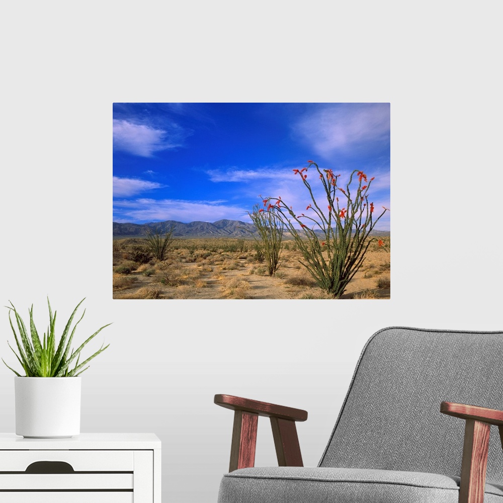 A modern room featuring Ocotillo and the Vallecito Mountains, Anza-Borrego Desert State Park, California