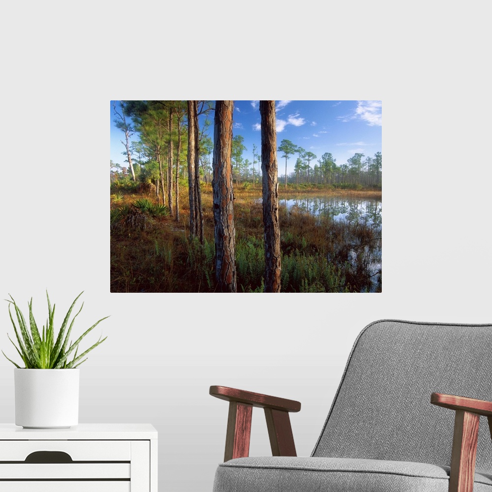 A modern room featuring Pond near the Loxahatchee River, Jonathan Dickinson State Park, Florida