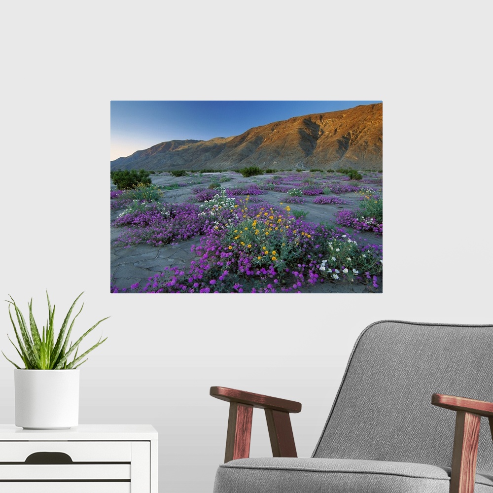 A modern room featuring Sand Verbena and Desert Sunflowers, Anza-Borrego Desert State Park, California