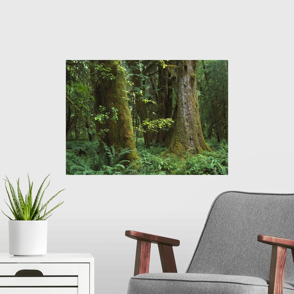 A modern room featuring Trees and dense undergrowth in the Hoh Rainforest, Olympic National Park, Washington